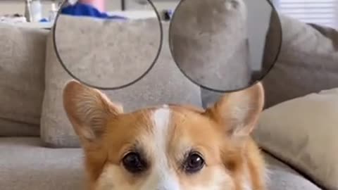 Big Eyes Trend (Corgi Edition) | Tofu the Corgi | #shorts