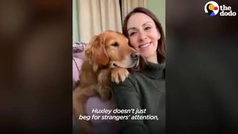 Simple dog training by human