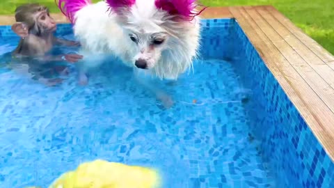 Baby Monkey Cooper drinks fruit smoothies and plays with ducklings and puppy in the water park