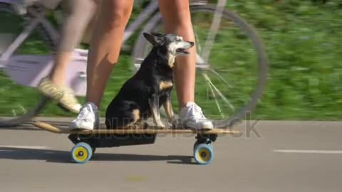 Funny shot of a puppy riding an e-longboard with fit young woman.