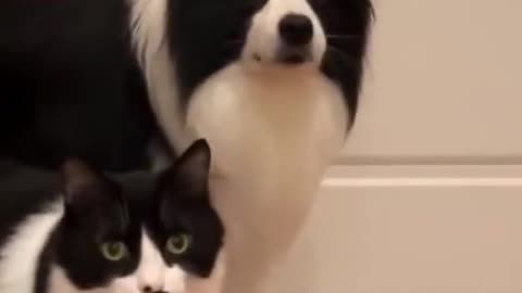 Twins cat and dog