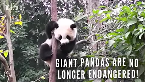 Giant Pandas Are No Longer Endangered