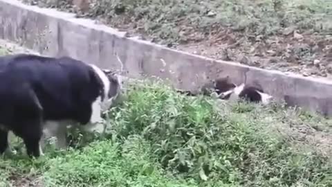 smart border collie