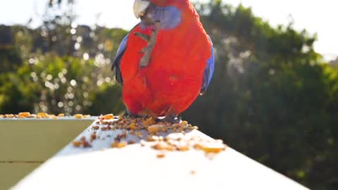 Beautiful bird and beautiful color