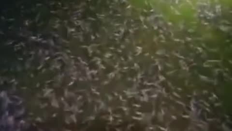 Ini FAKTA yang belum diketahui banyak petani ikan lele TENTANG air kolam HIJAU