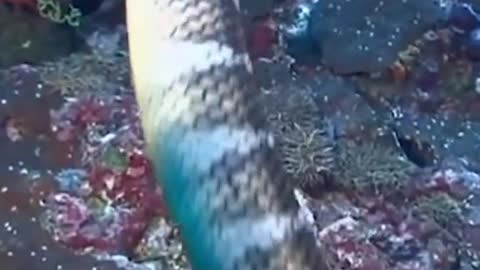 The Worst Part About Getting Bitten by a Sea Snake isn’t the Bite