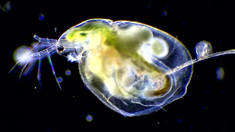 Daphnia