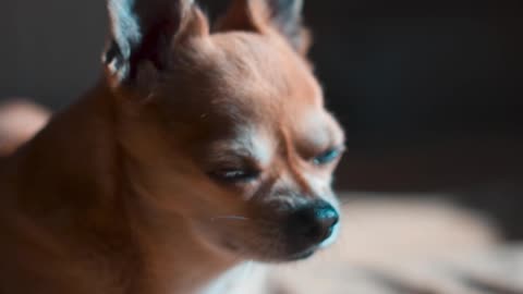 Dog Chihuahua Animals Nose Eyes Ears