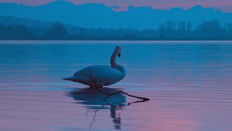 A swan dancing in the moonlight at a cool sea