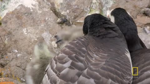 Arctic Geese Chicks Jump Off Cliff to Survive | Hostile Planet