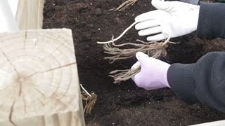 Asparagus Roots