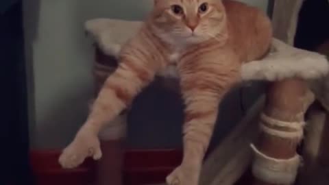 Funny cat video. #Rumble