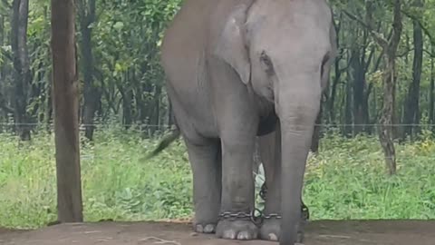 Cute Baby Elephant giving Pose for photoshoot. Small Elephant greeting