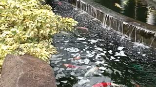 Koi pond