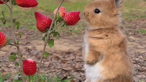 rabbit , funny rabbit , Rabbit eating strawberries