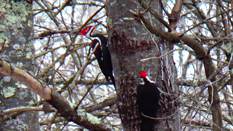 Pileated Woodpeckers