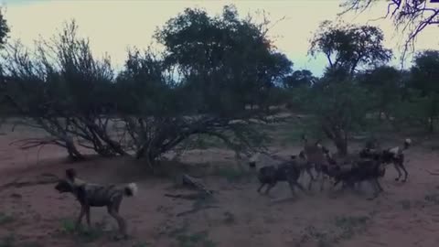 The Most Successful Hunter In Africa | Wild Dogs Documentary | Real Wild