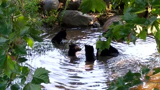 Baby Bears Taking A Bath