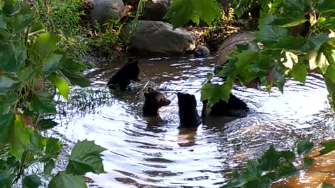 Baby Bears Taking A Bath