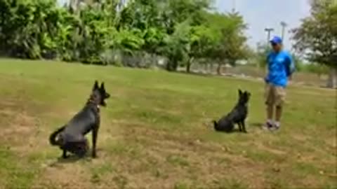 Behind the scene footage at My Dog Trainer's Dog Training Academy!