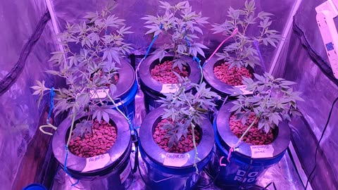 Transplant 2/13/23 Fire OG/AR, Blackberry x Hammer Clones