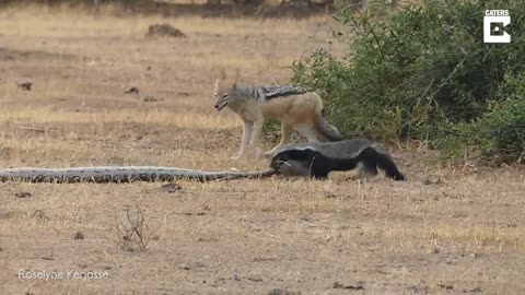 Python, Honey badger and jackal fight each other