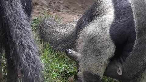 anteaters