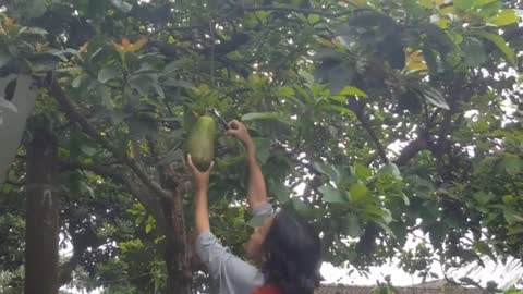 HARVESTING AVOCADO Is HAPPY