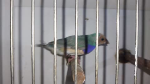 Blue Pastel Gouldian Males