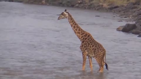 Tall Giraffe