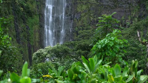 Incredible Jungle Sounds/Waterfall Sounds Exotic Birds Singing in Tropical Rainforest 10 HOURS