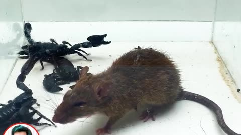 Big rat VS 3 scorpion