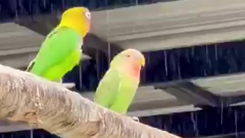 Beautiful bird 🐦 trending video