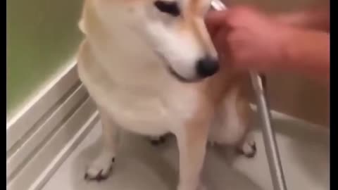 Dog Bathing In Tub