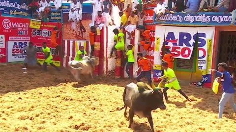 2023 Alanganallur Jallikattu