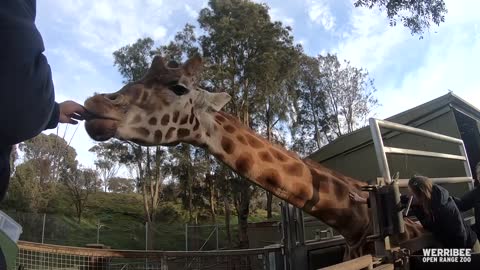 Giraffe and Rhino blood draw training