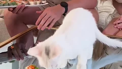 Feeding a cat