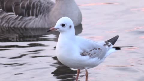 Domestic pigeon