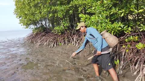 Amazing Catch King Mud Crabs at Mud Sea after Water Low Tide | Season Catch Sea Crabs-1