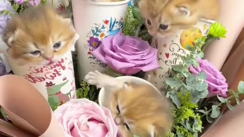 Dear sent me a lovely bouquet of cat flowers