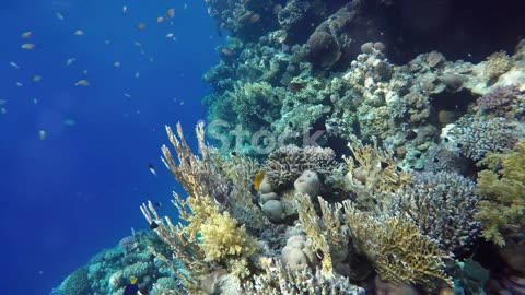 Into the Blue: Freediving with Marine Life and Underwater Explorers