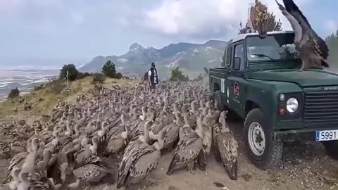 FEEDING LARGE BIRDS IS NO EASY TASK