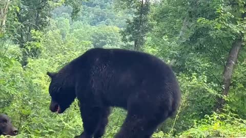 Male Black Bears Brawl on Highway