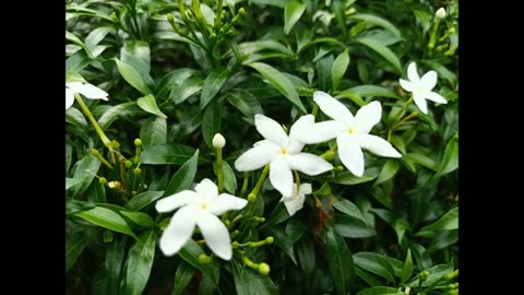 Beautiful flower photography in white color