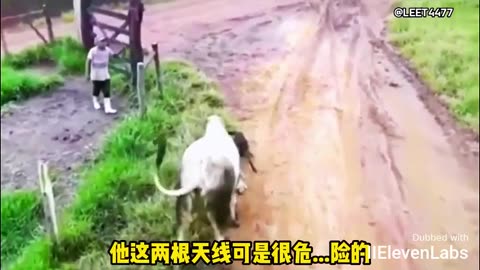 Two dogs take on a bull, and guess what They end up being launched by the bull!