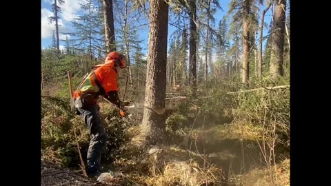 Clearing For Hydro Dam