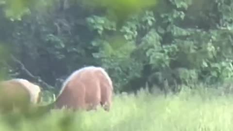 Elk Calving Season is Underway - Spring Elk Footage - Marksman's Creed #elk #elkhunting #scouting