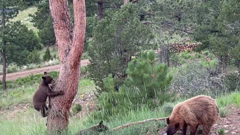 Acrobatic Bear Goes For Bird Feeder