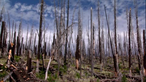 NASA Teams with Forest Service to Tally America's oldest Trees