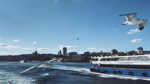 Beautiful birds flying in ocean